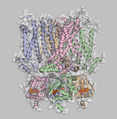Structure of a hyperpolarization-activated cyclic nucleotide-gated (HCN) cation channel